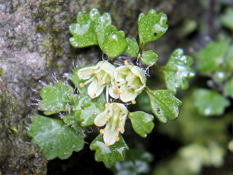 Chrysosplenium album var. stamineum