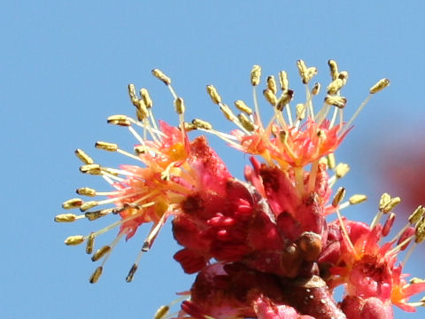 Acer pycnanthum