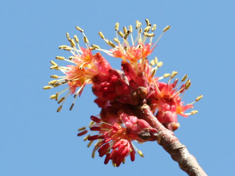 Acer pycnanthum