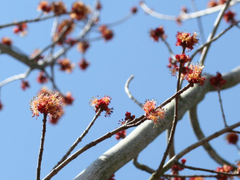 Acer pycnanthum