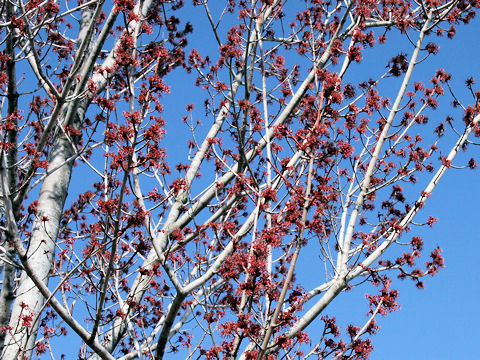 Acer pycnanthum