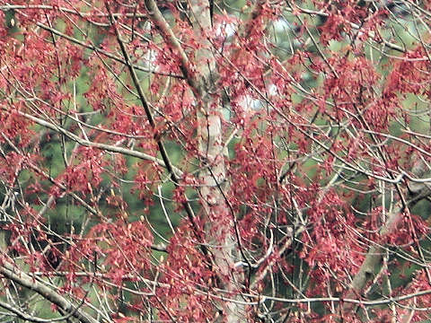 Acer pycnanthum