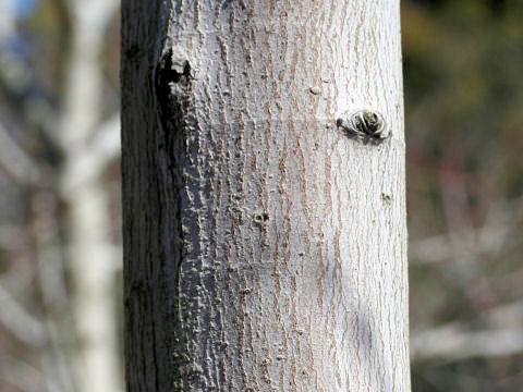 Acer pycnanthum