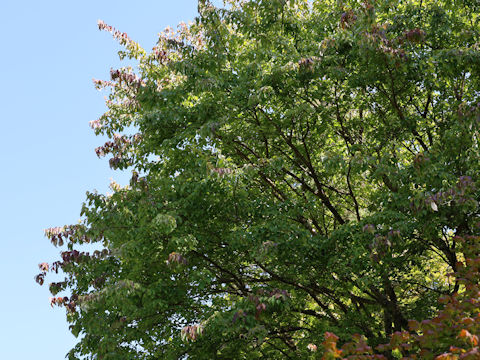 Acer pycnanthum