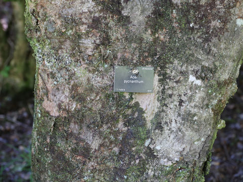 Acer pycnanthum