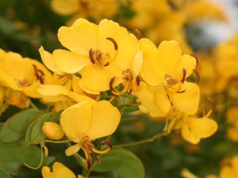 Cassia corymbosa