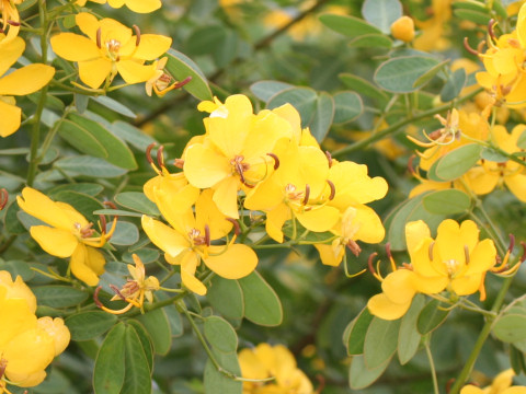 Cassia corymbosa