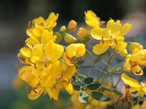 Cassia corymbosa