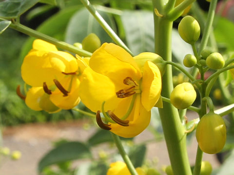 Cassia corymbosa