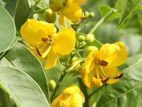 Cassia corymbosa