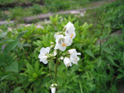 Polemonium caeruleum f. album