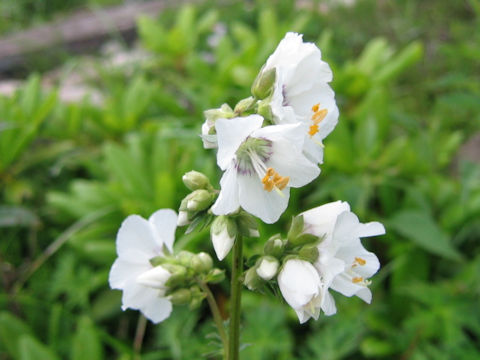 Polemonium caeruleum f. album