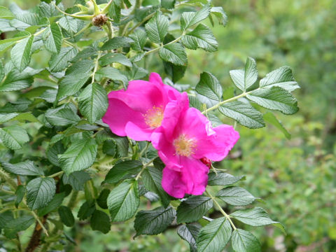 Rosa rugosa