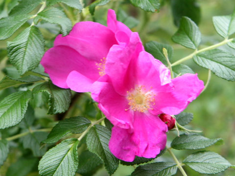 Rosa rugosa