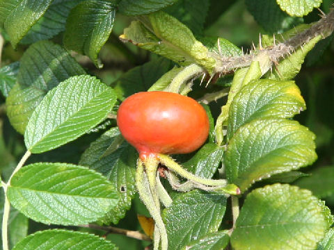 Rosa rugosa