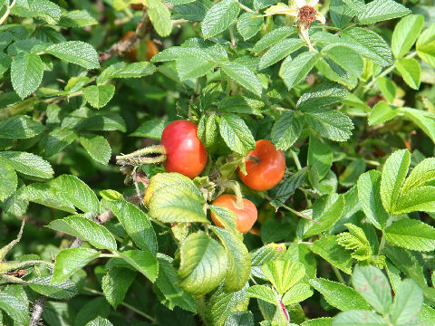 Rosa rugosa