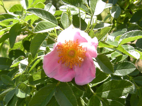 Rosa rugosa