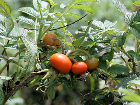 Rosa rugosa