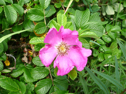 Rosa rugosa