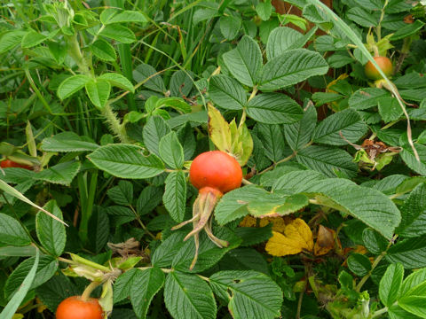 Rosa rugosa