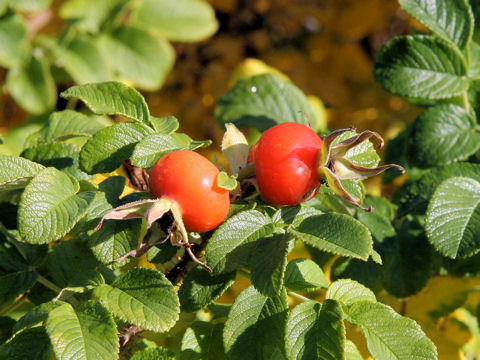 Rosa rugosa