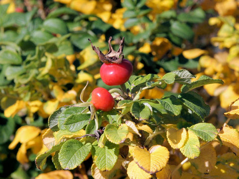 Rosa rugosa