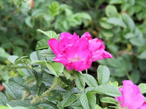 Rosa rugosa