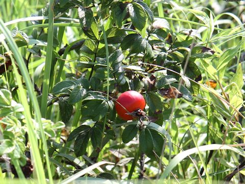 Rosa rugosa