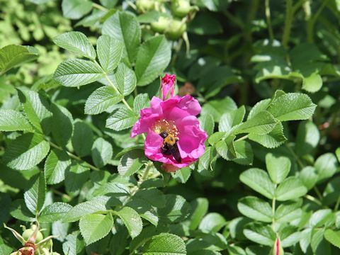 Rosa rugosa