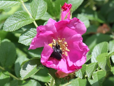 Rosa rugosa