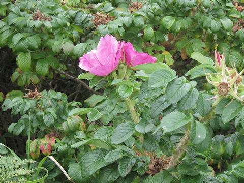 Rosa rugosa