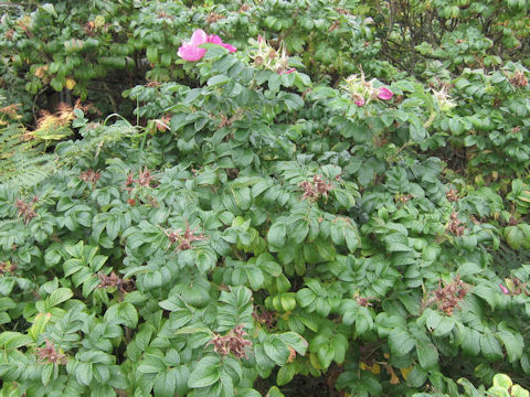 Rosa rugosa