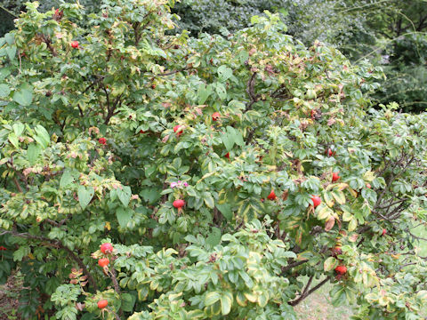 Rosa rugosa