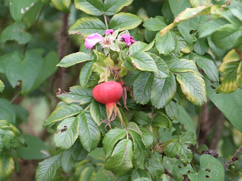 Rosa rugosa