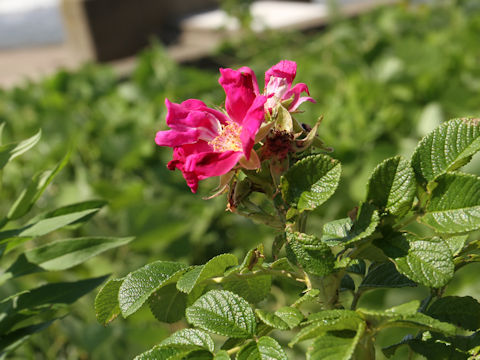 Rosa rugosa