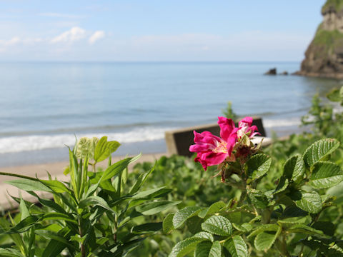 Rosa rugosa