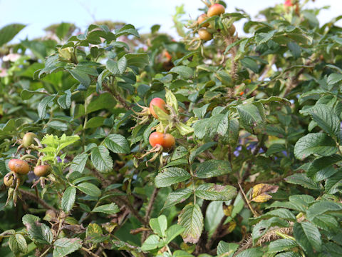 Rosa rugosa