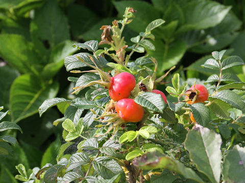 Rosa rugosa