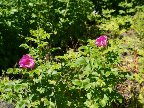 Rosa rugosa