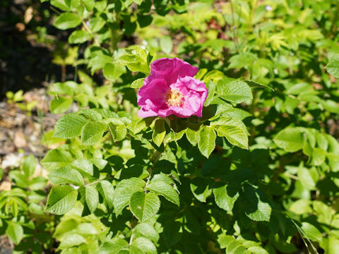 Rosa rugosa