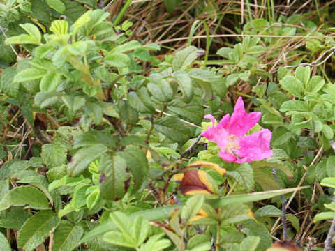 Rosa rugosa