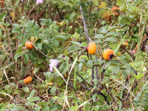 Rosa rugosa