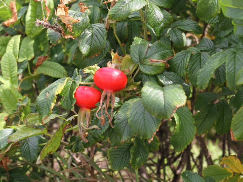 Rosa rugosa