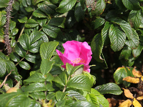 Rosa rugosa