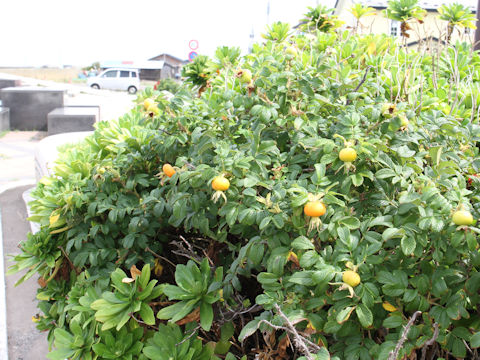 Rosa rugosa