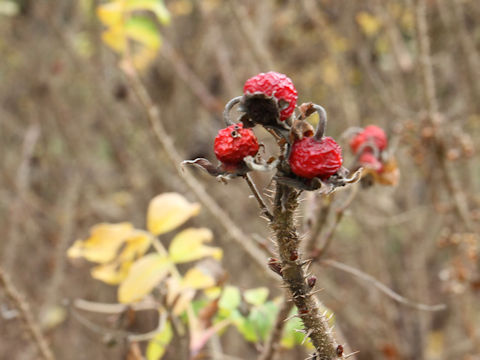 Rosa rugosa