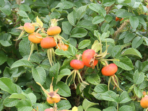 Rosa rugosa