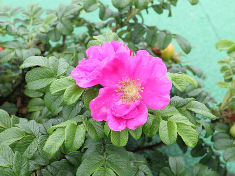 Rosa rugosa