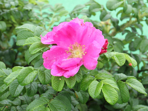 Rosa rugosa