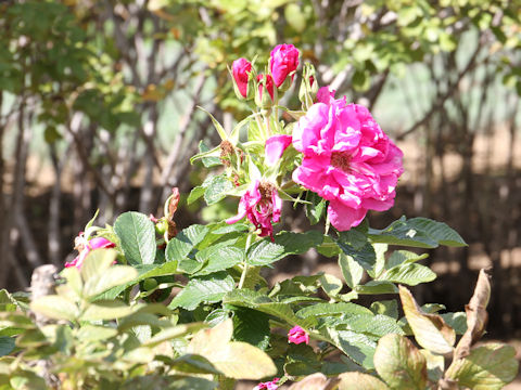 Rosa rugosa